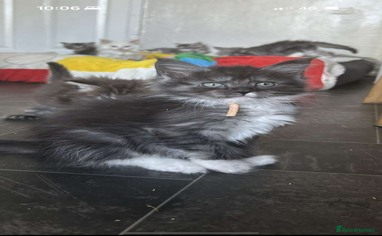 Maine Coon cats - Advert 4