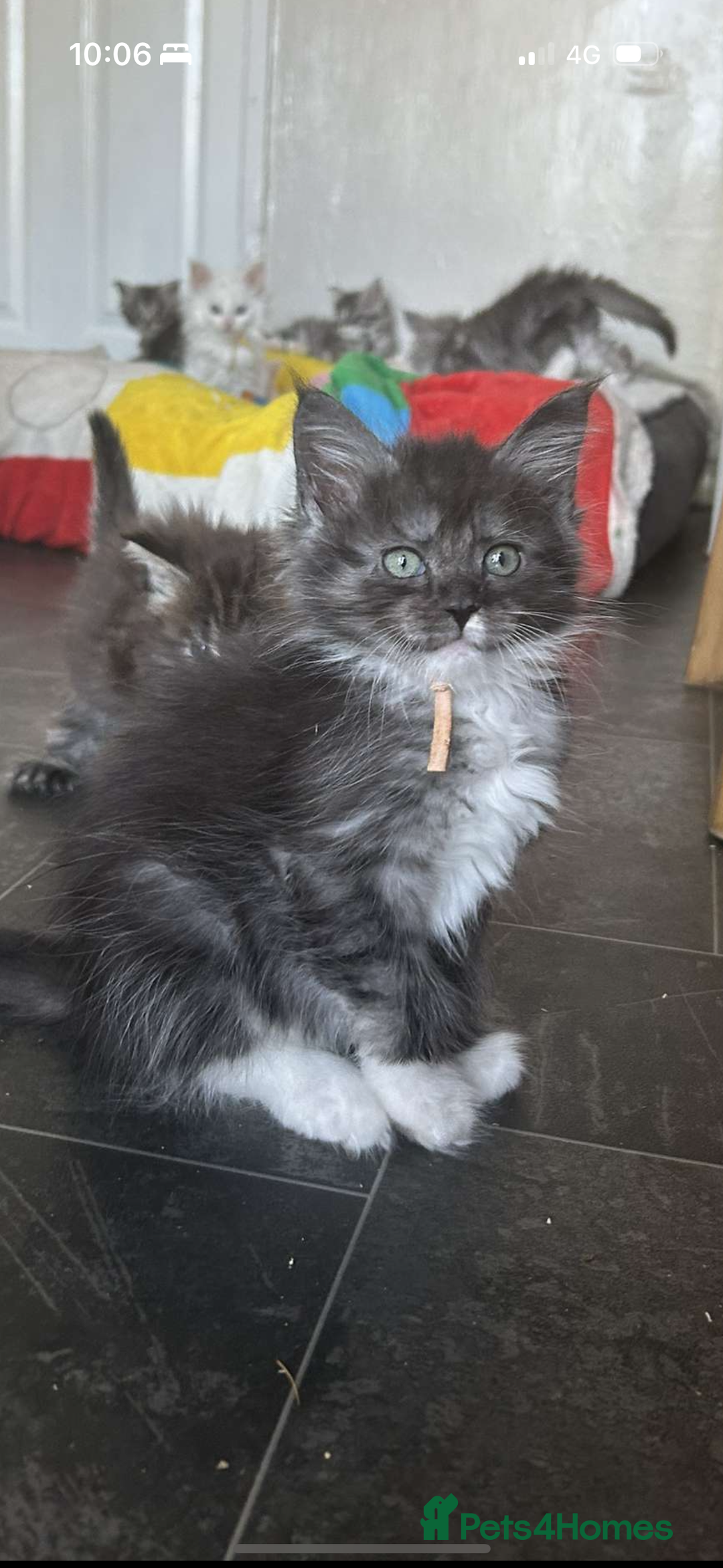 Maine Coon cats for sale: MAINE COON KITTENS SOME POLYDACTYL  - Image 1