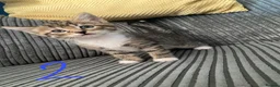 Mixed Breed cats for sale: 5 beautiful kittens  - Advert 7
