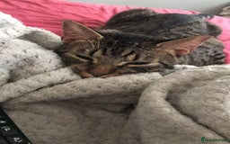 Mixed Breed cats for sale: Male tabby cat - Image 4
