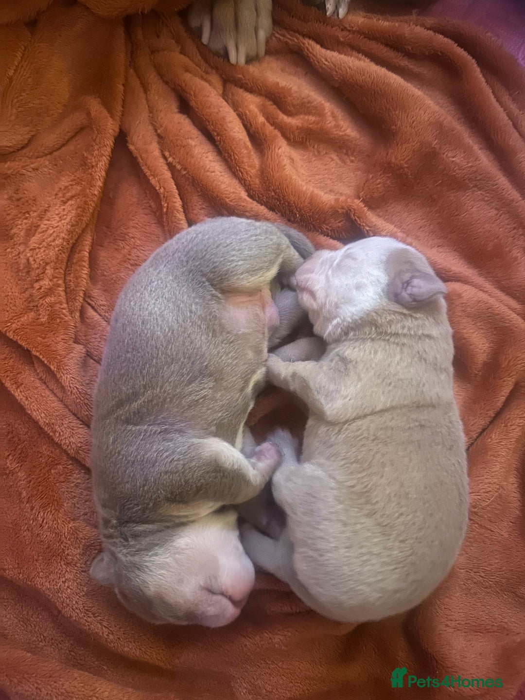 Olde English Bulldogge dogs for sale: Olde English Bulldog Puppies - Family Raised  - Advert 15