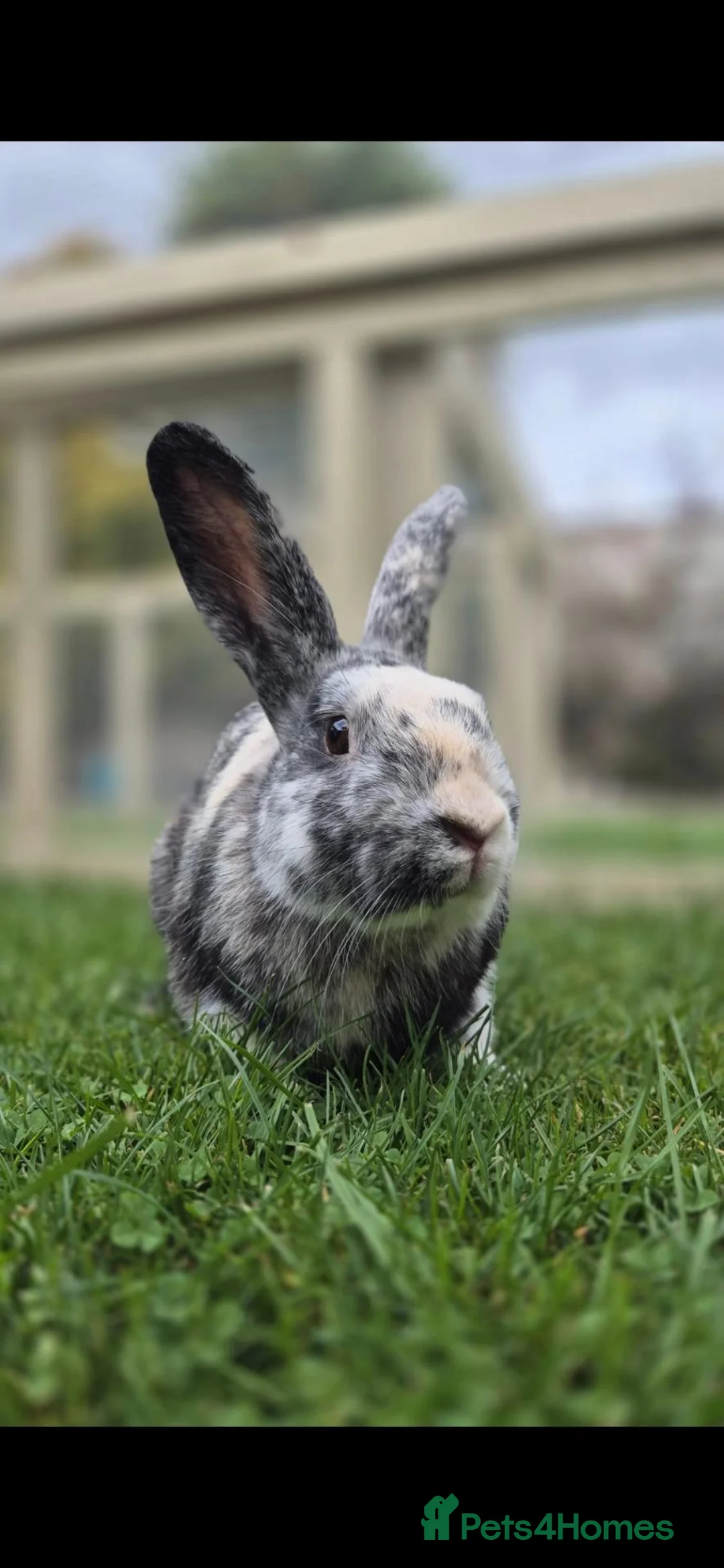 Mixed Breed rabbits for sale: Mudd Neutered and Vaccinated  - Advert 2