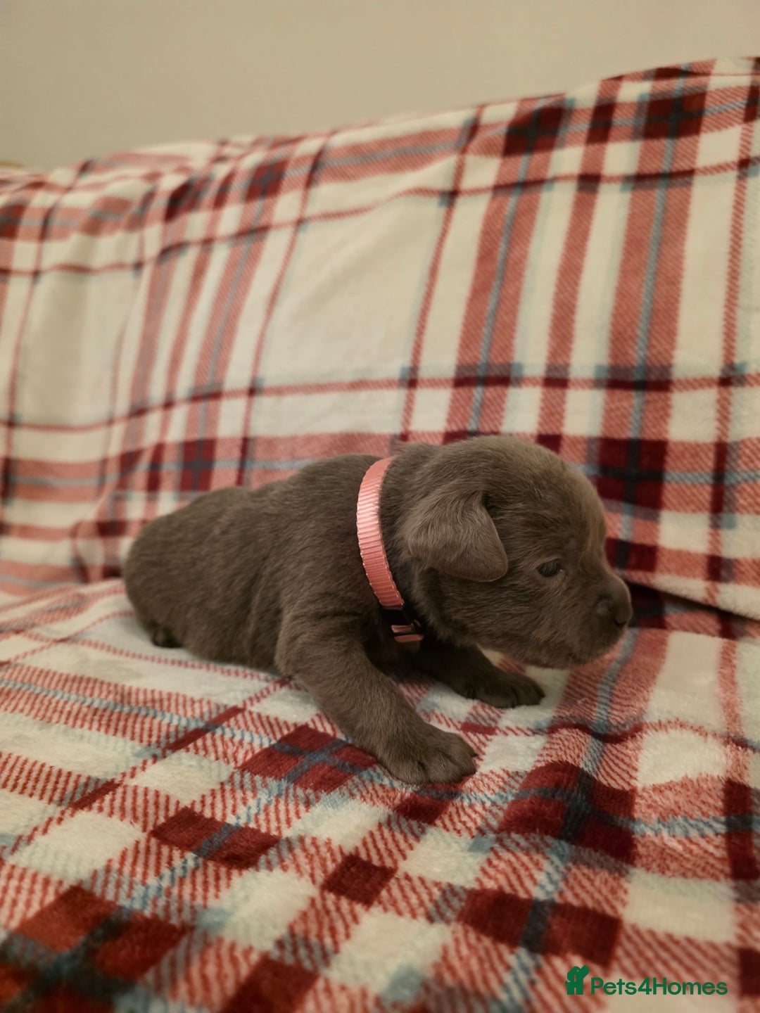 Labrador Retriever dogs for sale: Silver Labrador Puppies For Sale - Advert 7