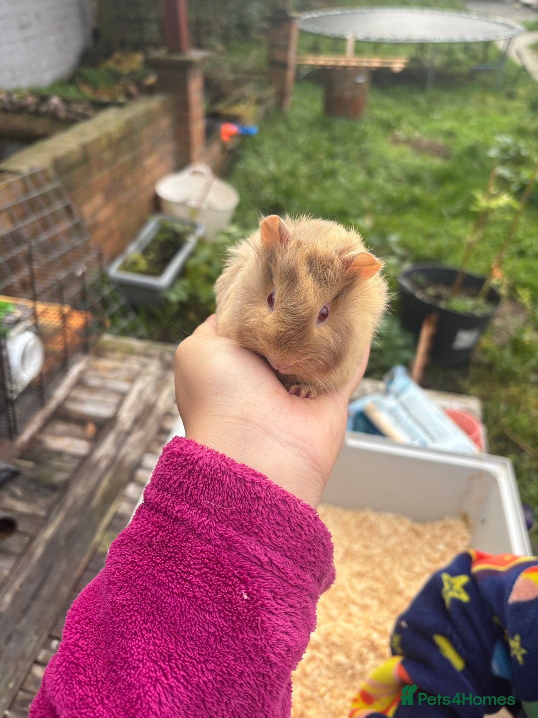 Guinea Pig rodents for sale: baby guinea pig  - Advert 3