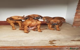 Rhodesian Ridgeback dogs for sale: EXCEPTIONAL OPPORTUNITY TO PURCHASE SHOW QUALITY  - Image 9