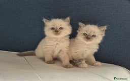 Ragdoll cats for sale: beautiful ragdoll kittens  - Image 1