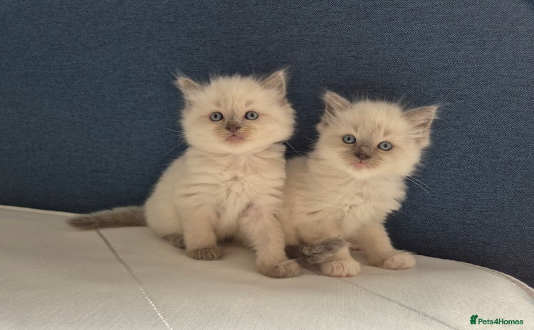 Ragdoll cats - Advert 2