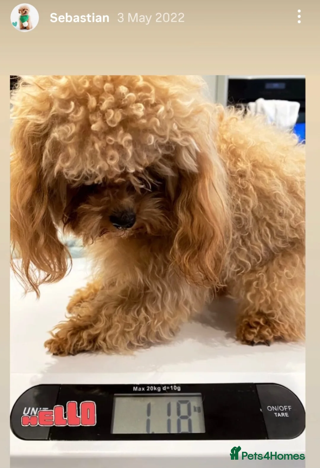 Maltipoo dogs for sale: F1🎀Maltipoo 🎀Luxury rare🎀 KC parents - Advert 34