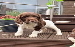 English Springer Spaniel dogs for sale: ENGLISH SPRINGER SPANIEL - Image 17