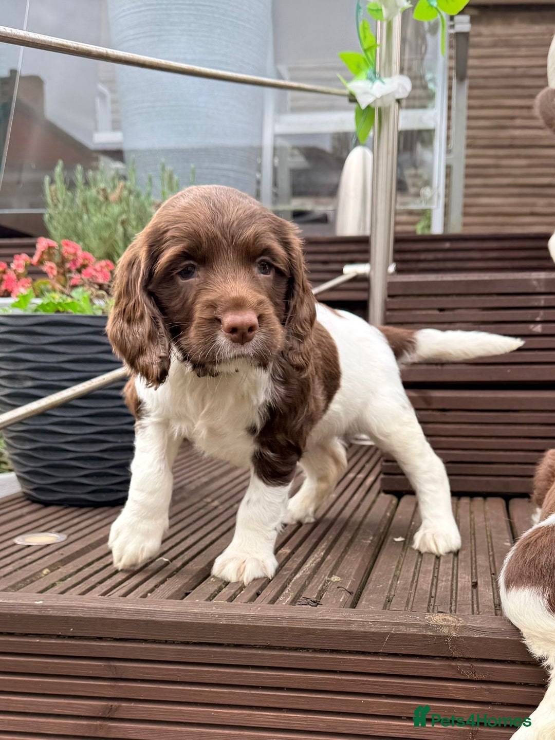 English Springer Spaniel dogs for sale: ENGLISH SPRINGER SPANIEL - Image 17