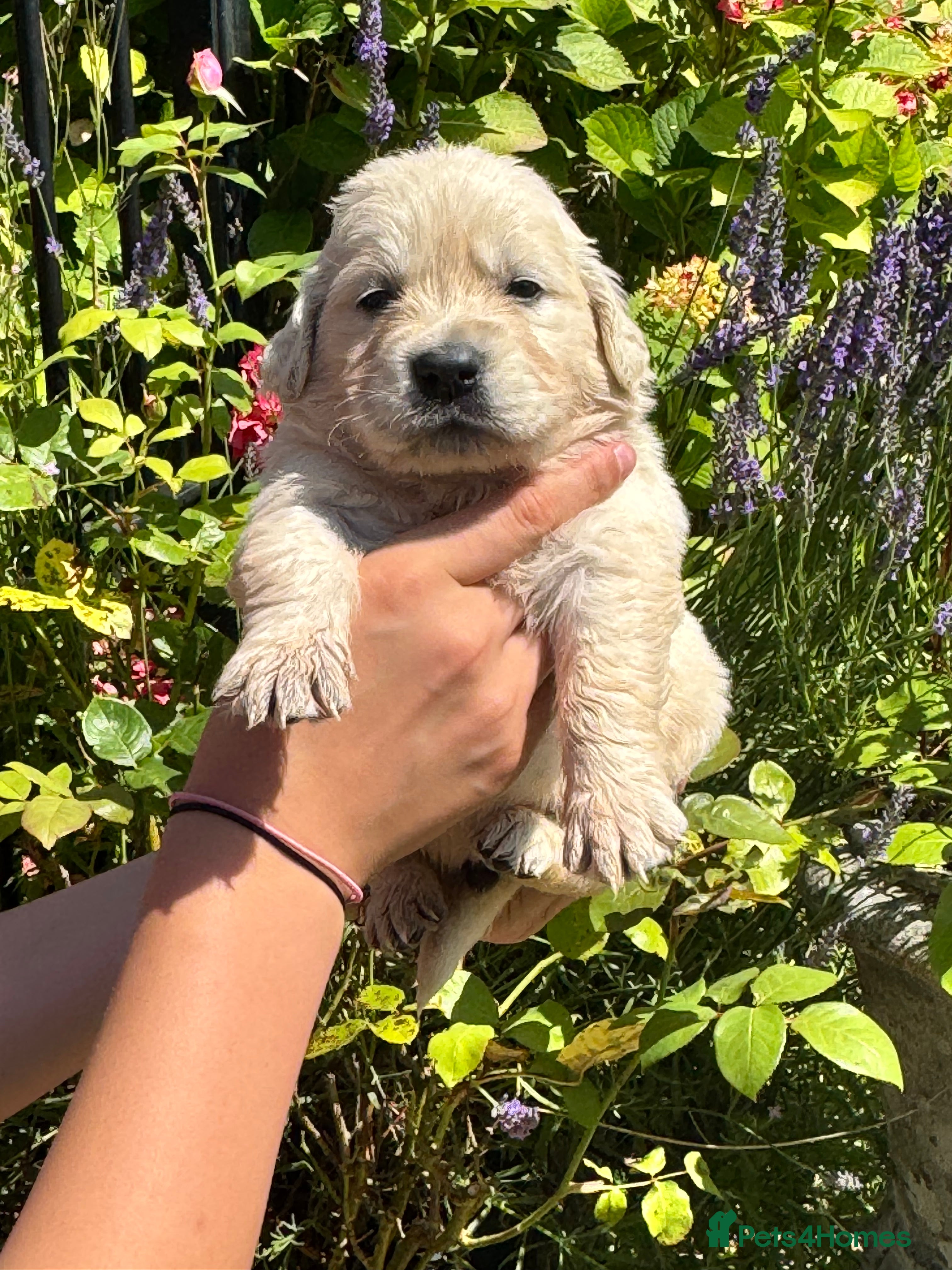 Golden Retriever dogs Stunning Cream, KC reg, health tested Puppies - Advert 2