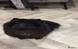 Chow Chow dogs for sale: Beautiful pure bred chow chow puppies for sale  - Image 14