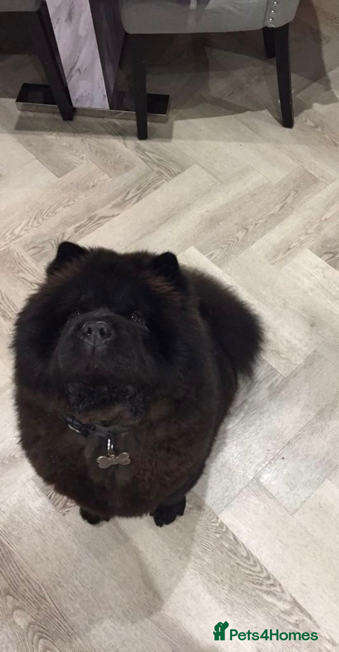 Chow Chow dogs for sale: Beautiful pure bred chow chow puppies for sale  - Image 14