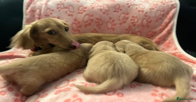 Miniature Dachshund dogs - Advert 14