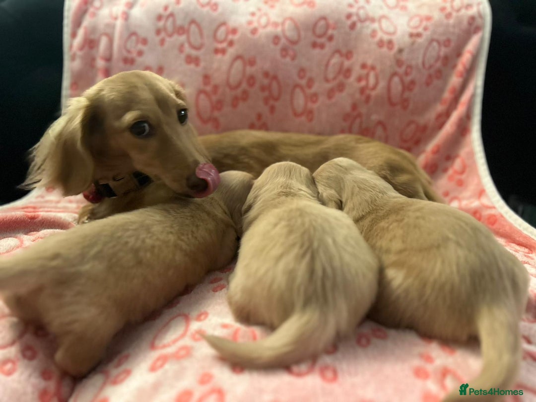 Miniature Dachshund dogs for sale: Cream Luxury Long-Haired Dachshunds - Image 3