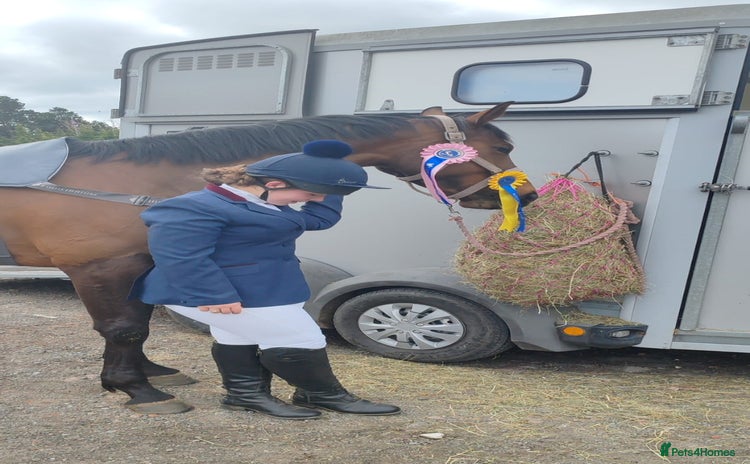 Irish Thoroughbred horses - Advert 7