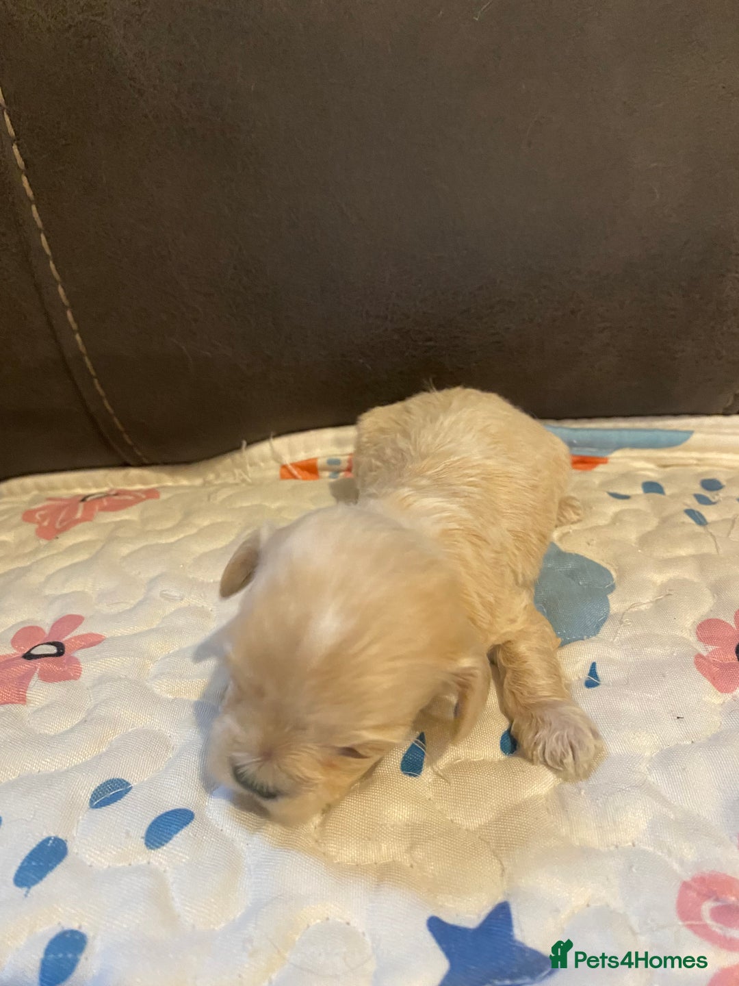 Maltipoo dogs for sale: Adorable Maltipoos Puppies  - Advert 27
