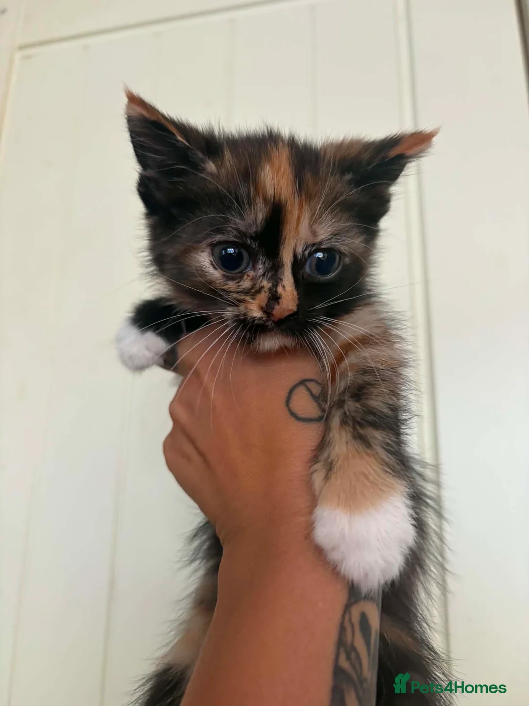 Mixed Breed cats for sale: Bsh x in Carmarthen - Advert 2