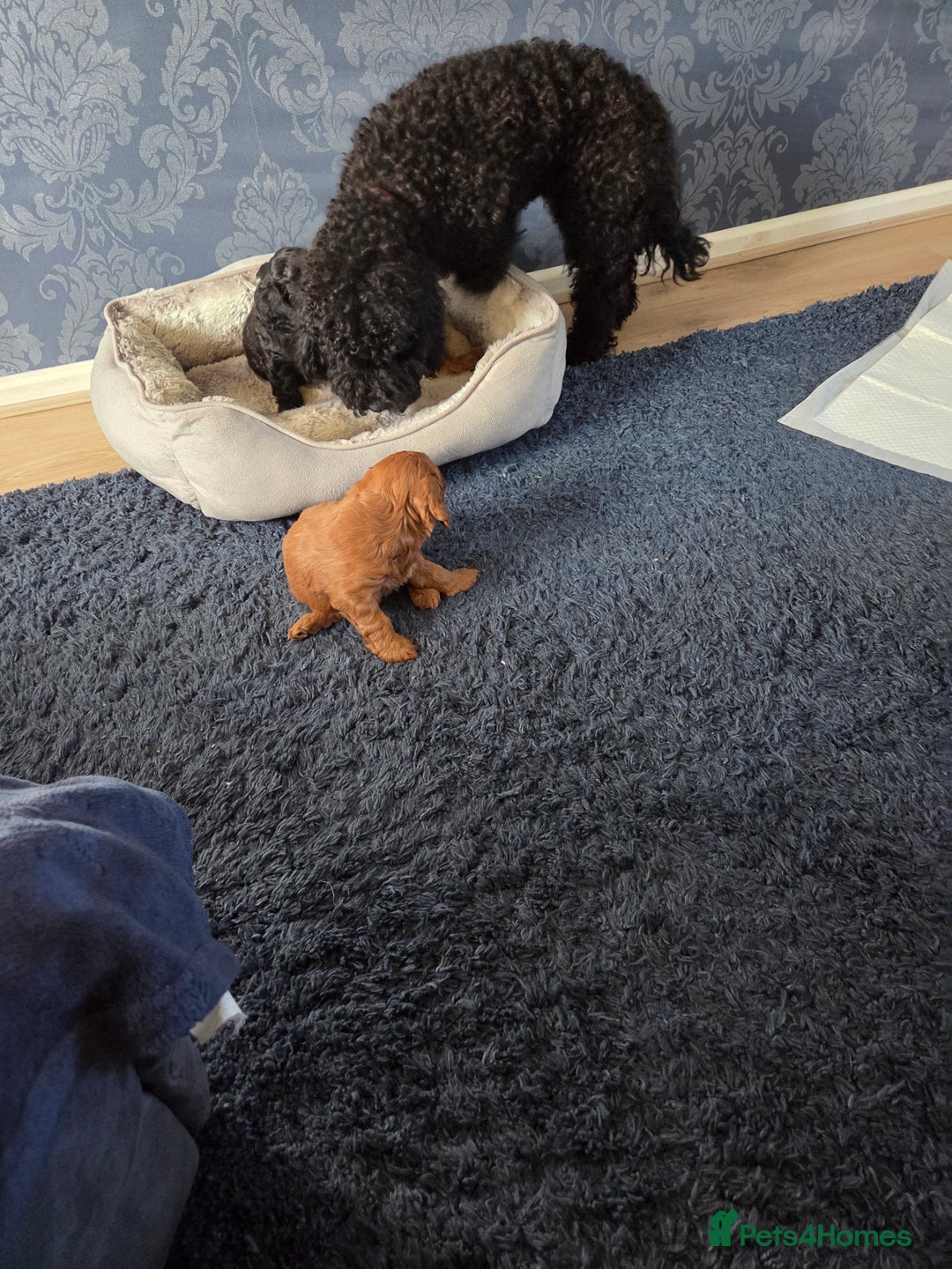 Cockapoo dogs for sale: 1 Beautiful Fox Red Boy Cockapoo Left  - Advert 24