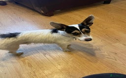 Jack Russell dogs for adoption: Yoda - Hingham Norfolk  - Advert 4
