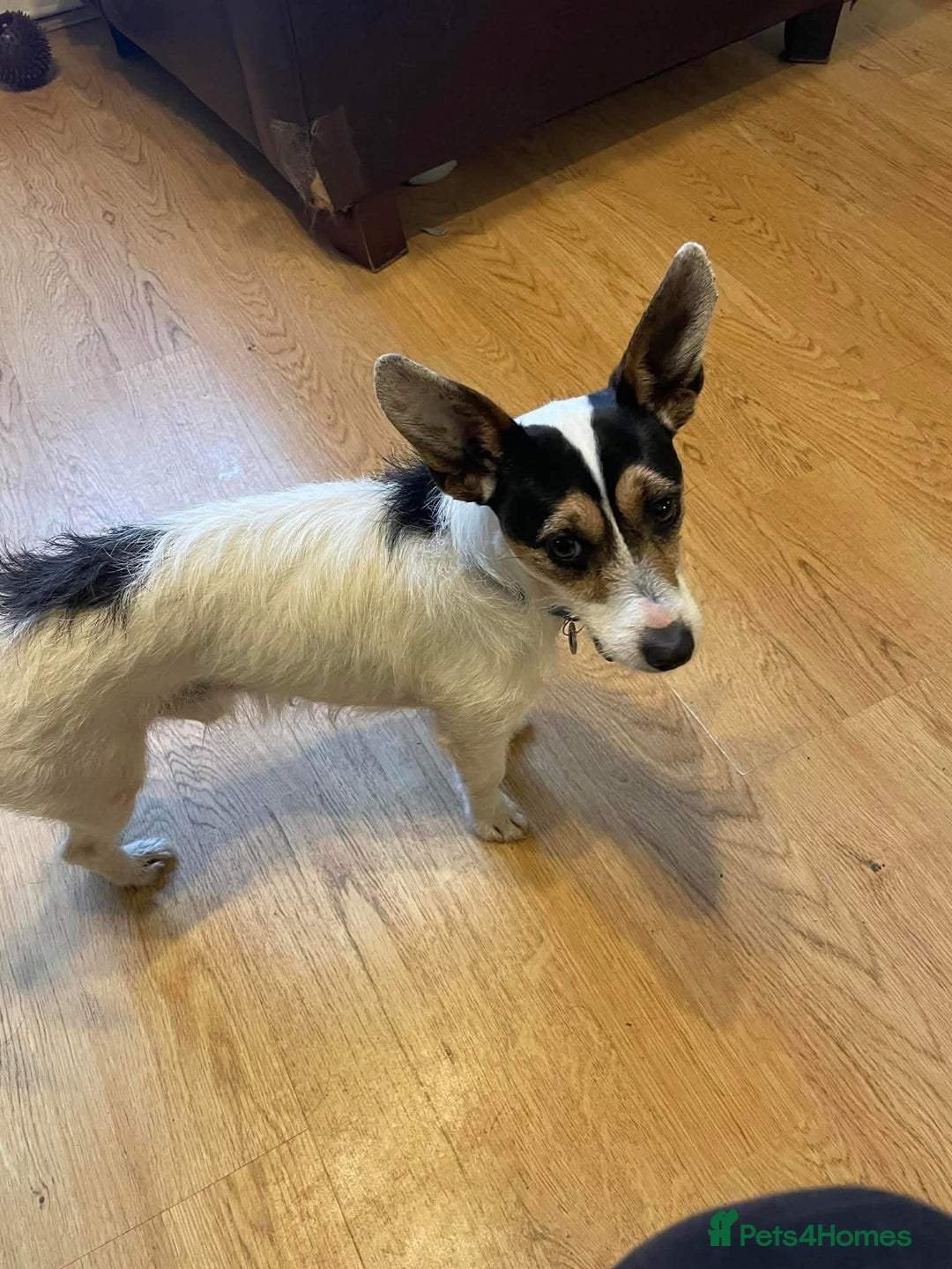 Jack Russell dogs for adoption: Yoda - Hingham Norfolk  - Advert 4