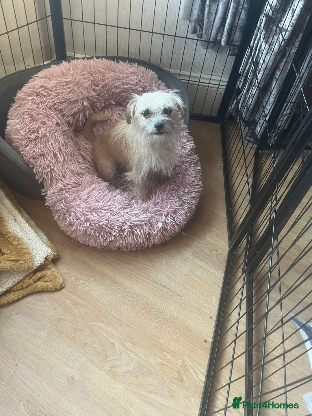 Chihuahua dogs for sale: Puppies  - Advert 1