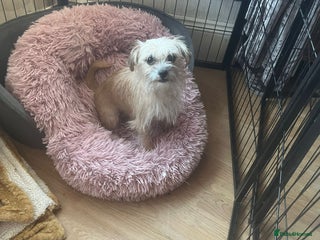 Chihuahua dogs Puppies - Advert 1