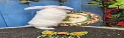 Mini Lop rabbits for sale: Mini Plush Lops - Suffolk - Advert 7
