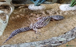Gecko reptiles for sale: Leopard Gecko for sale - Advert 3