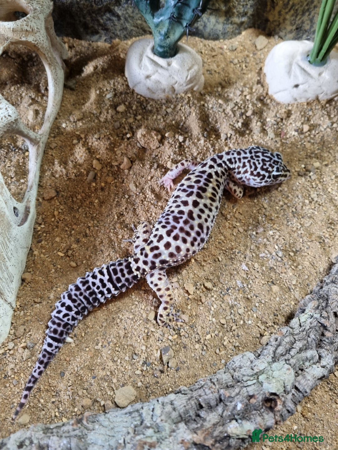 Gecko reptiles for sale: Leopard Gecko for sale - Advert 3