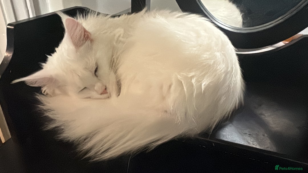 Maine Coon cats for sale: Beautiful cats looking for forever homes - Image 2