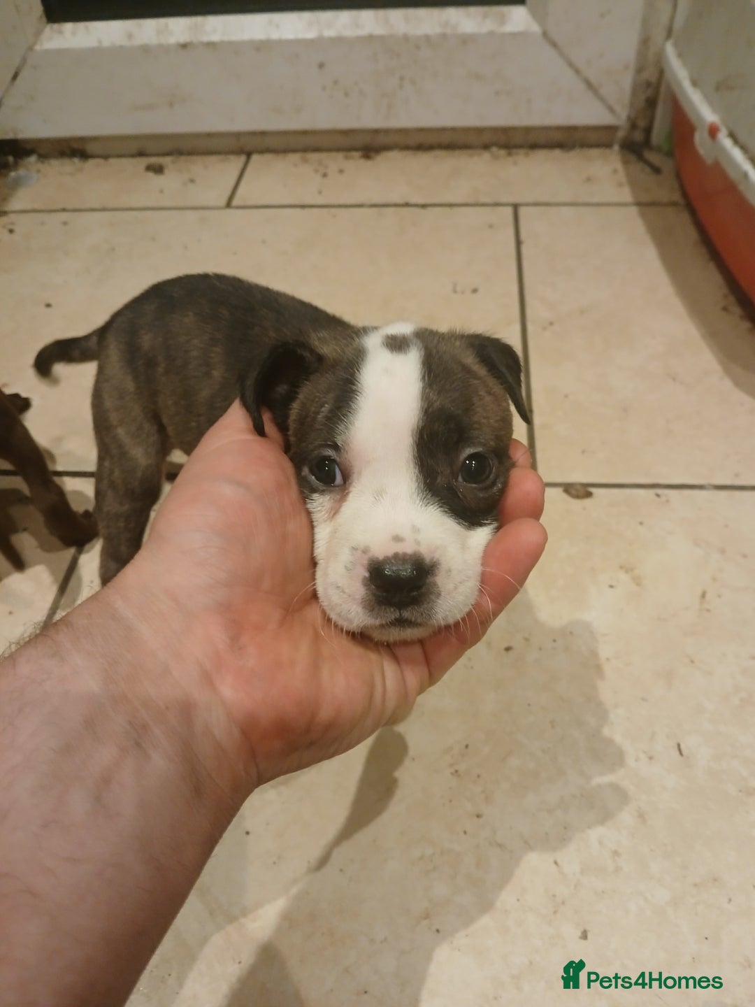 Staffordshire Bull Terrier dogs for sale: Staffordshire bull terrier 2x litters - Image 18