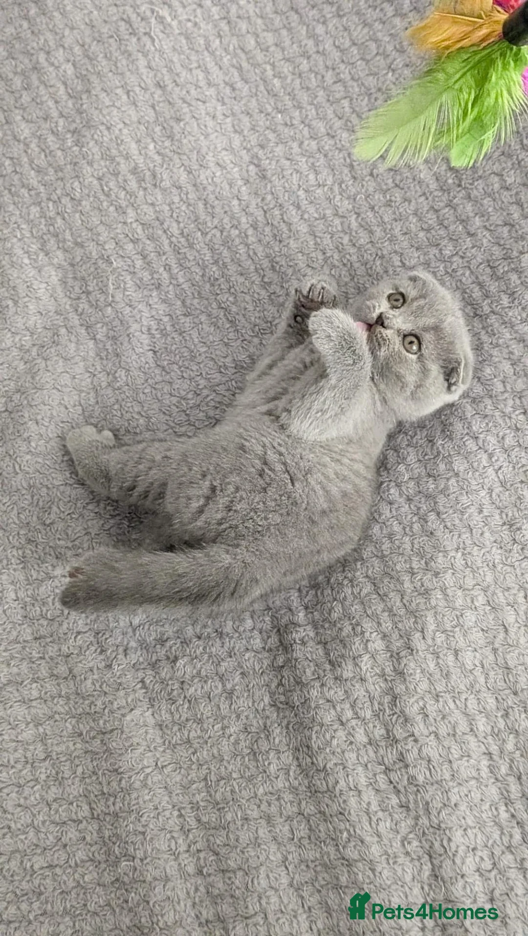 Scottish Fold cats for sale: Beautiful kittens are looking for a new home😻 - Advert 1