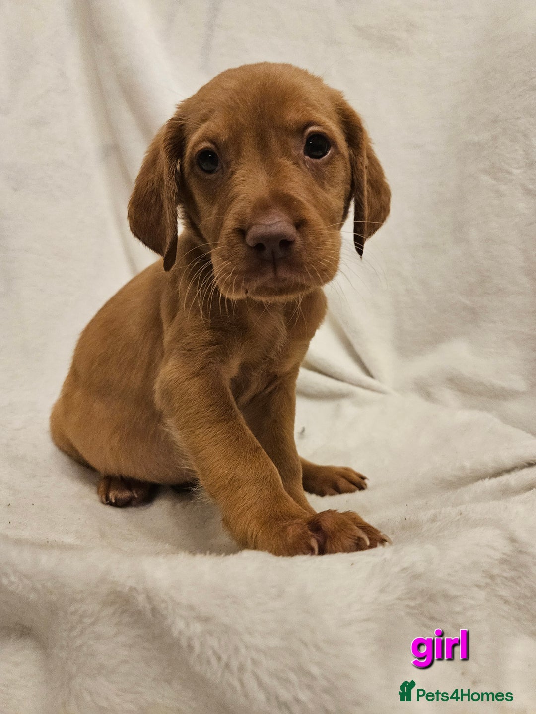 Labrador Retriever dogs for sale: Gorgeous Labradors babys looking for forever home - Image 3