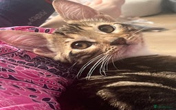 Bengal cats for sale: Half bengal half tabby kitten 17 weeks  - Image 1