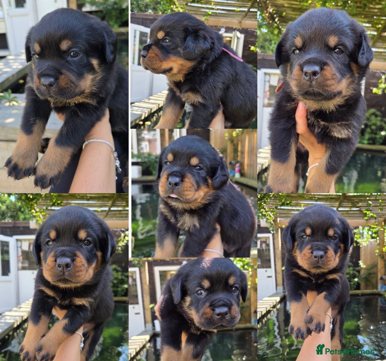 Rottweiler dogs Beautiful KC/Health tested Rottweiler puppies🐶❤️ - Advert 1