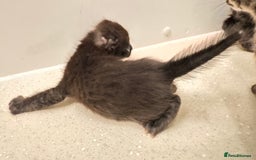 Savannah cats for sale: Stunning F3 Savannahs - Image 10