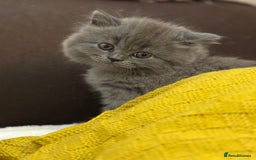 British Shorthair cats for sale: Gorgeous 2 boys  - Image 5