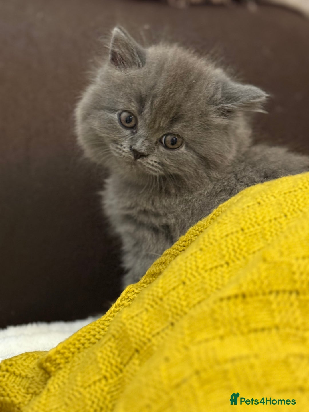 British Shorthair cats for sale: Gorgeous 2 boys  - Image 5