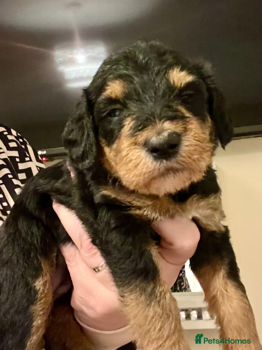 Mixed Breed dogs for sale: 🐾🐶Adorable and very cute Cavaschnauzer 🐶🐾 - Image 13