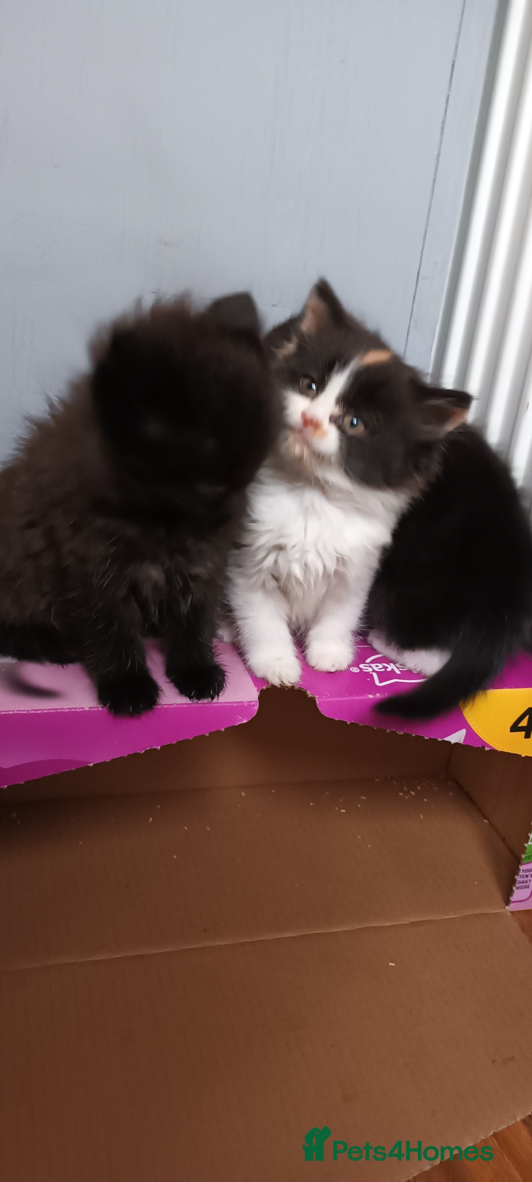 Domestic Shorthair cats for sale: 2 black and white twin girls left, ready now❤️ - Advert 9