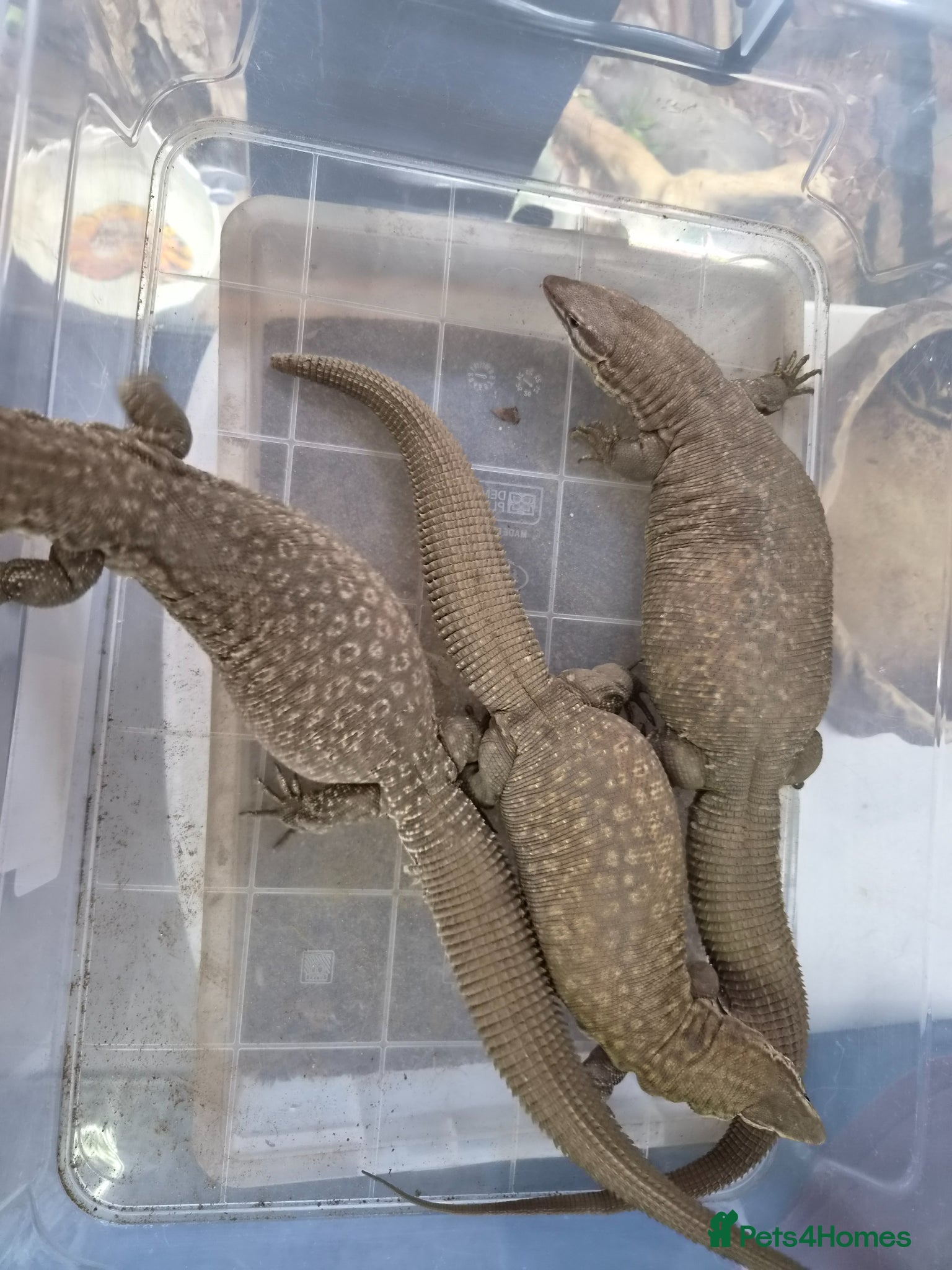 Mixed Breed reptiles Selling all our reptile collection - Advert 2