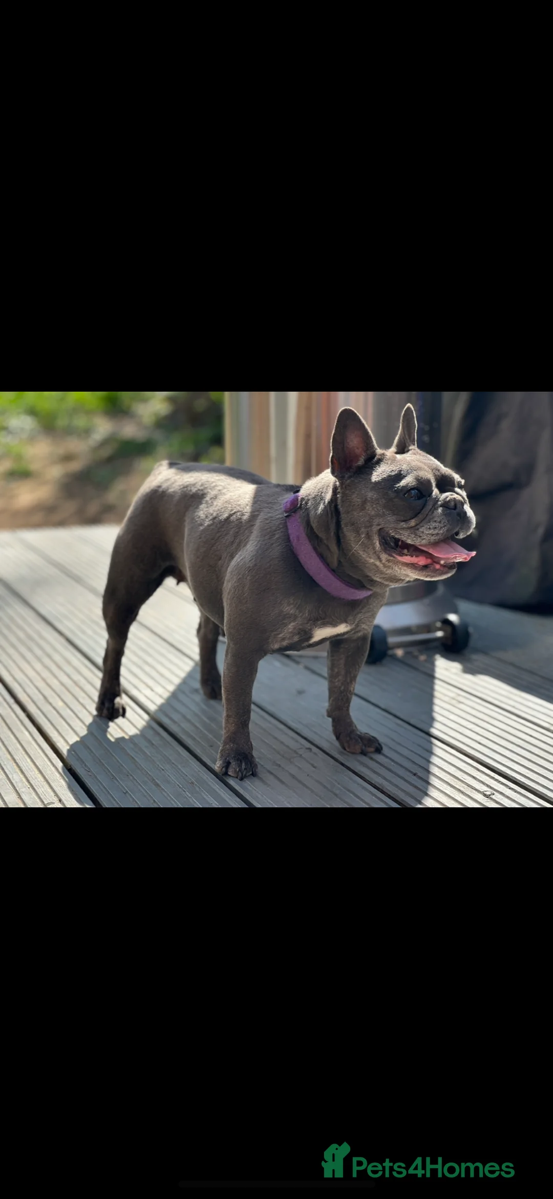 French Bulldog dogs for sale: 6 year old French Bulldog for sale - Advert 1
