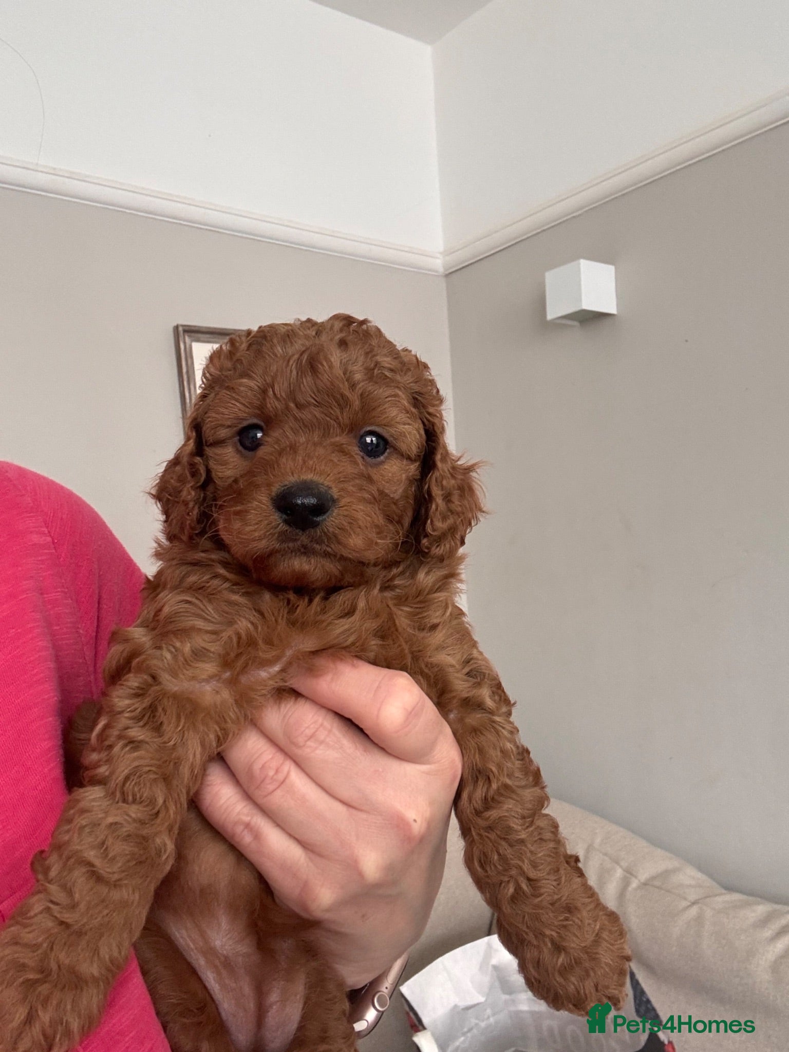 Cavapoo dogs TEDDY BEAR Cavapoo puppies - stunning litter  - Advert 2