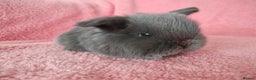 Mini Lop rabbits for sale: Baby mini lops for sale  - Advert 11