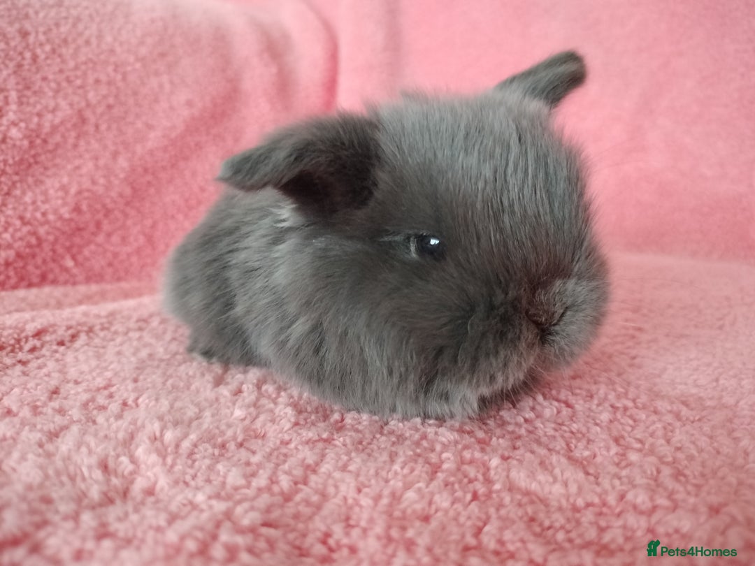 Mini Lop rabbits for sale: Baby mini lops for sale  - Advert 11