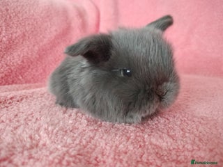 Mini Lop rabbits Baby mini lops for sale - Advert 6