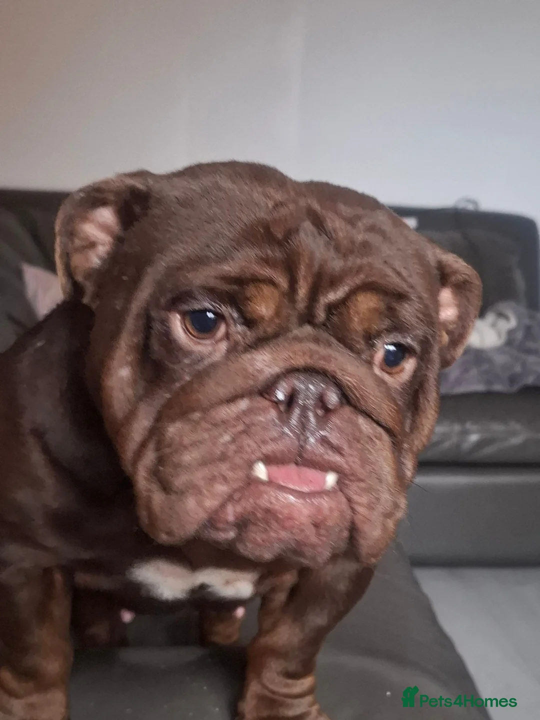 English Bulldog dogs for sale: Chocolate bulldog - Advert 1