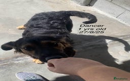 Mixed Breed dogs for adoption: Dancer, Approx 13 months, Available for adoption. - Image 9