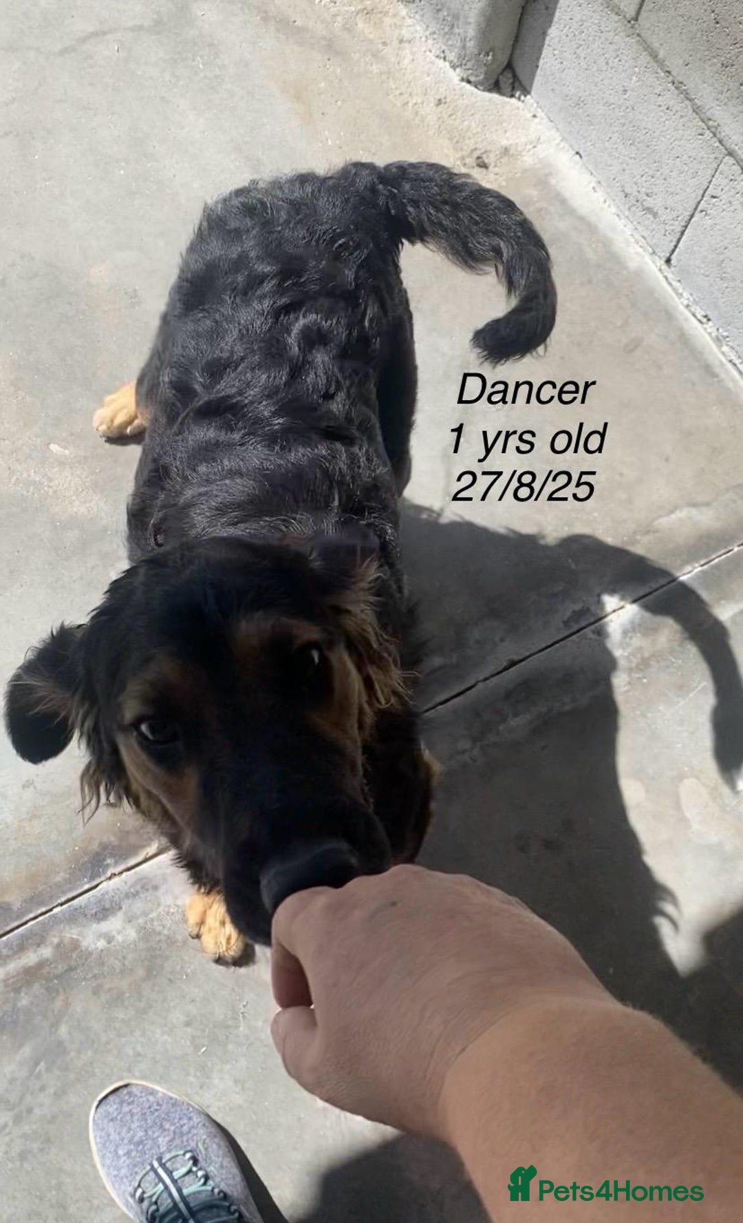Mixed Breed dogs for adoption: Dancer, Approx 13 months, Available for adoption. - Image 9